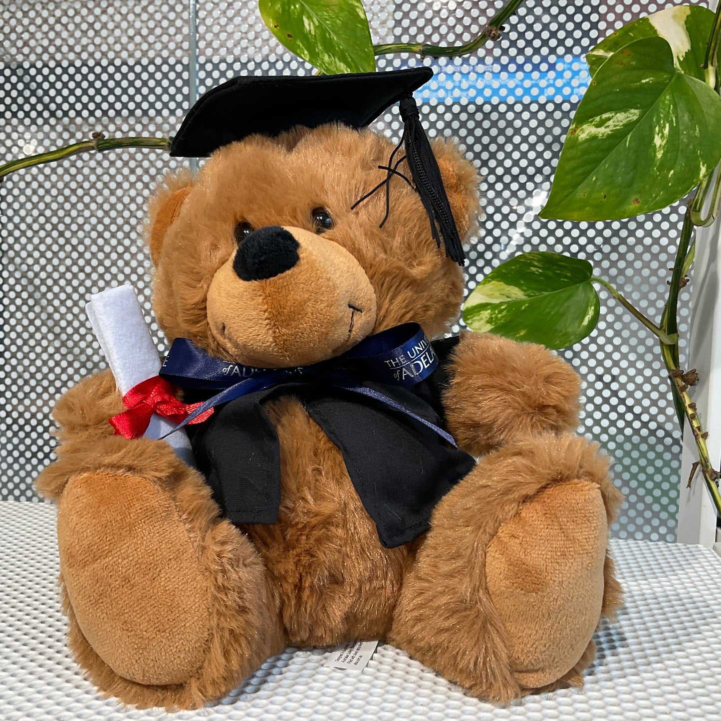 Tracey Graduation Bear