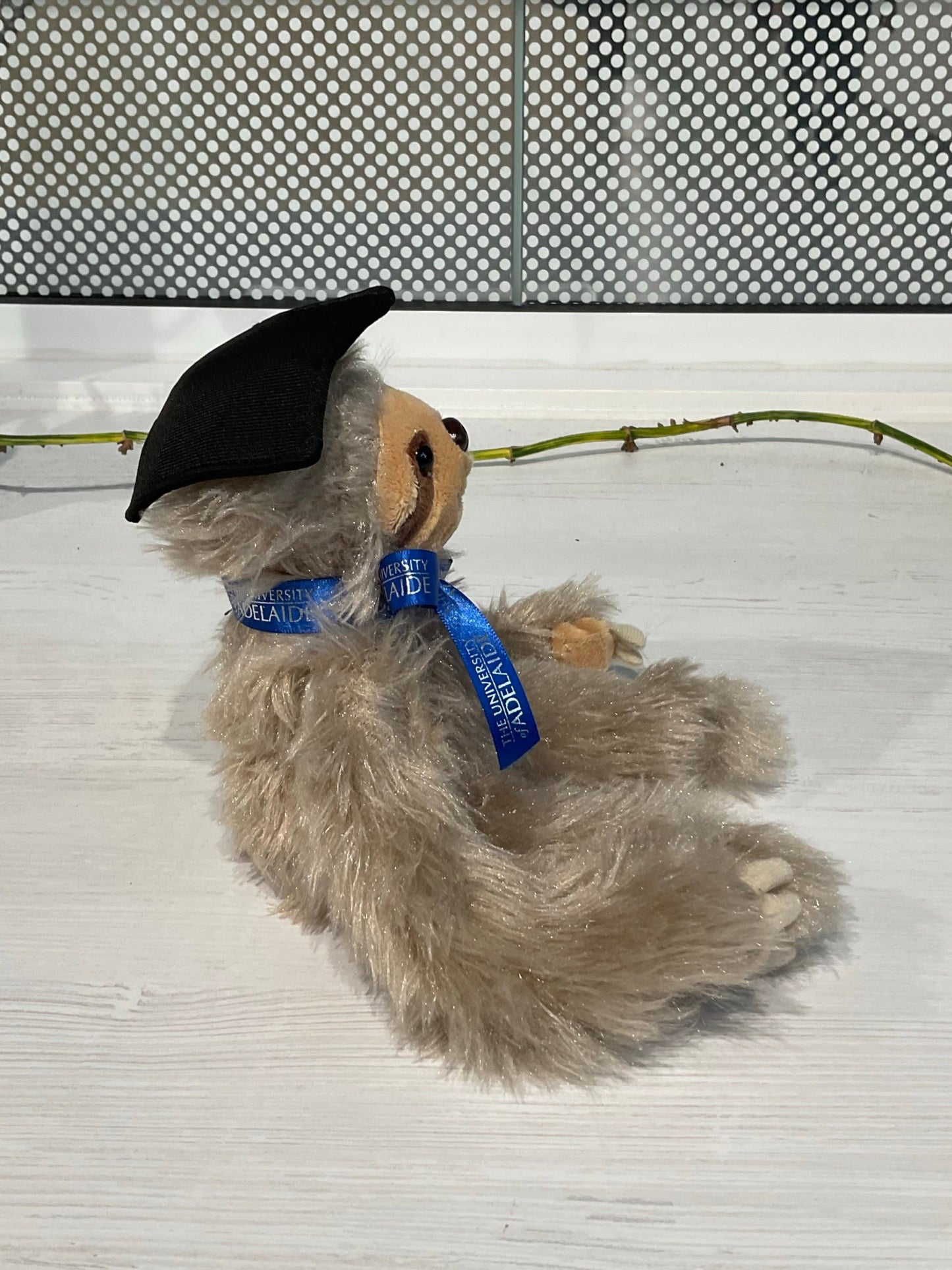 Sophia Graduation Sloth