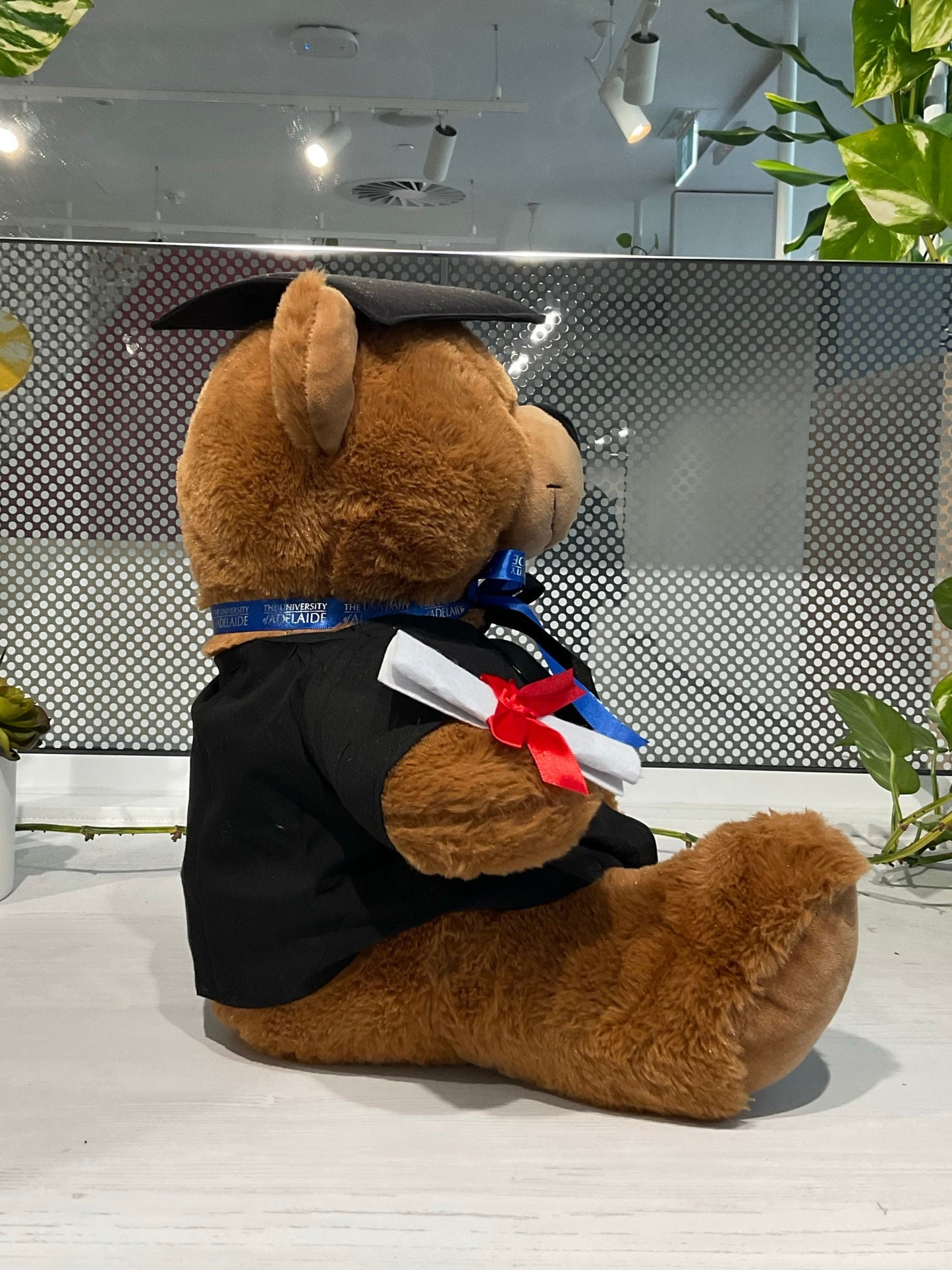 Jay Graduation Bear (40cm)