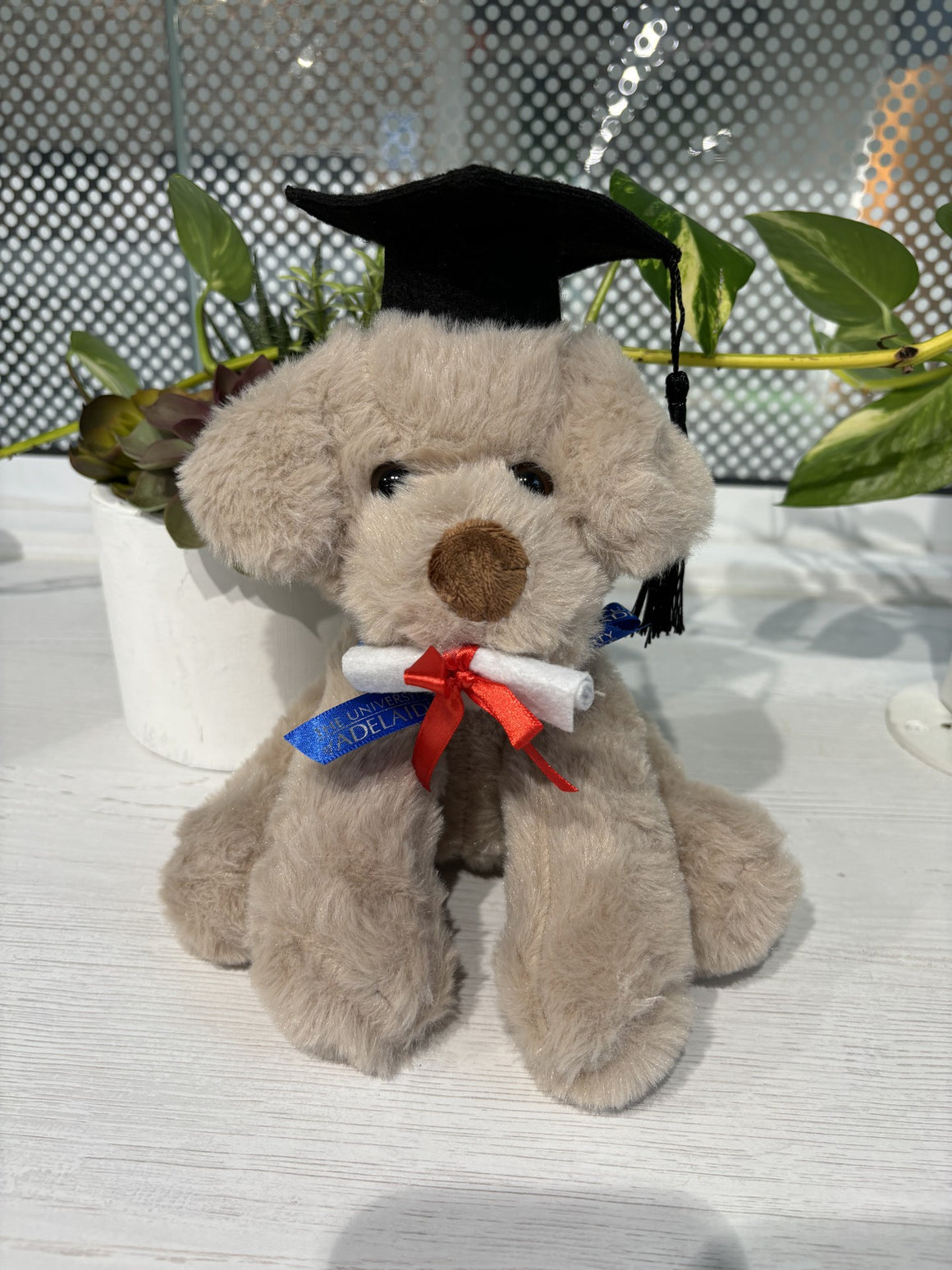 Rocky Graduation Dog